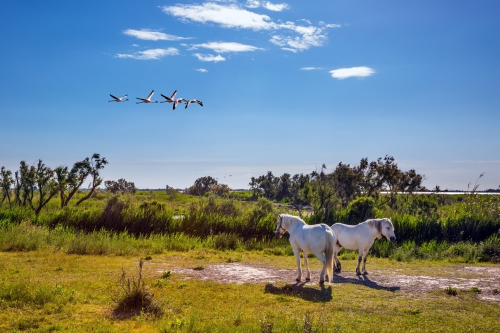 Camargue"