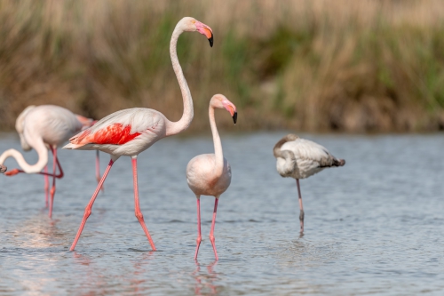 Camargue"