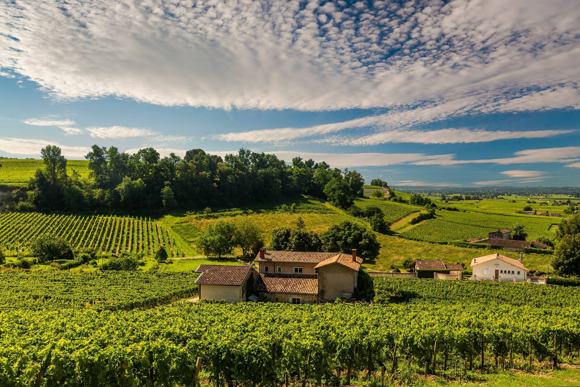 wijngaarden in de Loirestreek