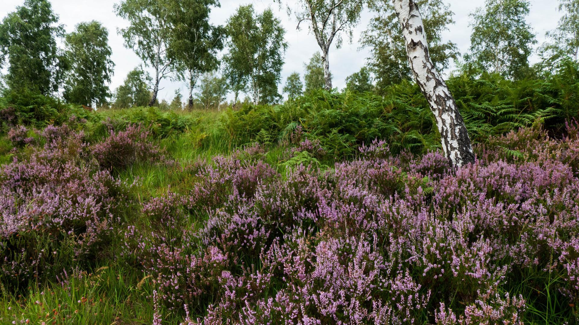 natuur bij Erkensruhr