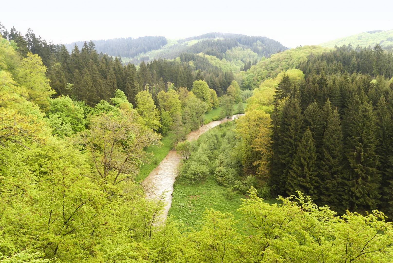 de groene natuur van de Eifel
