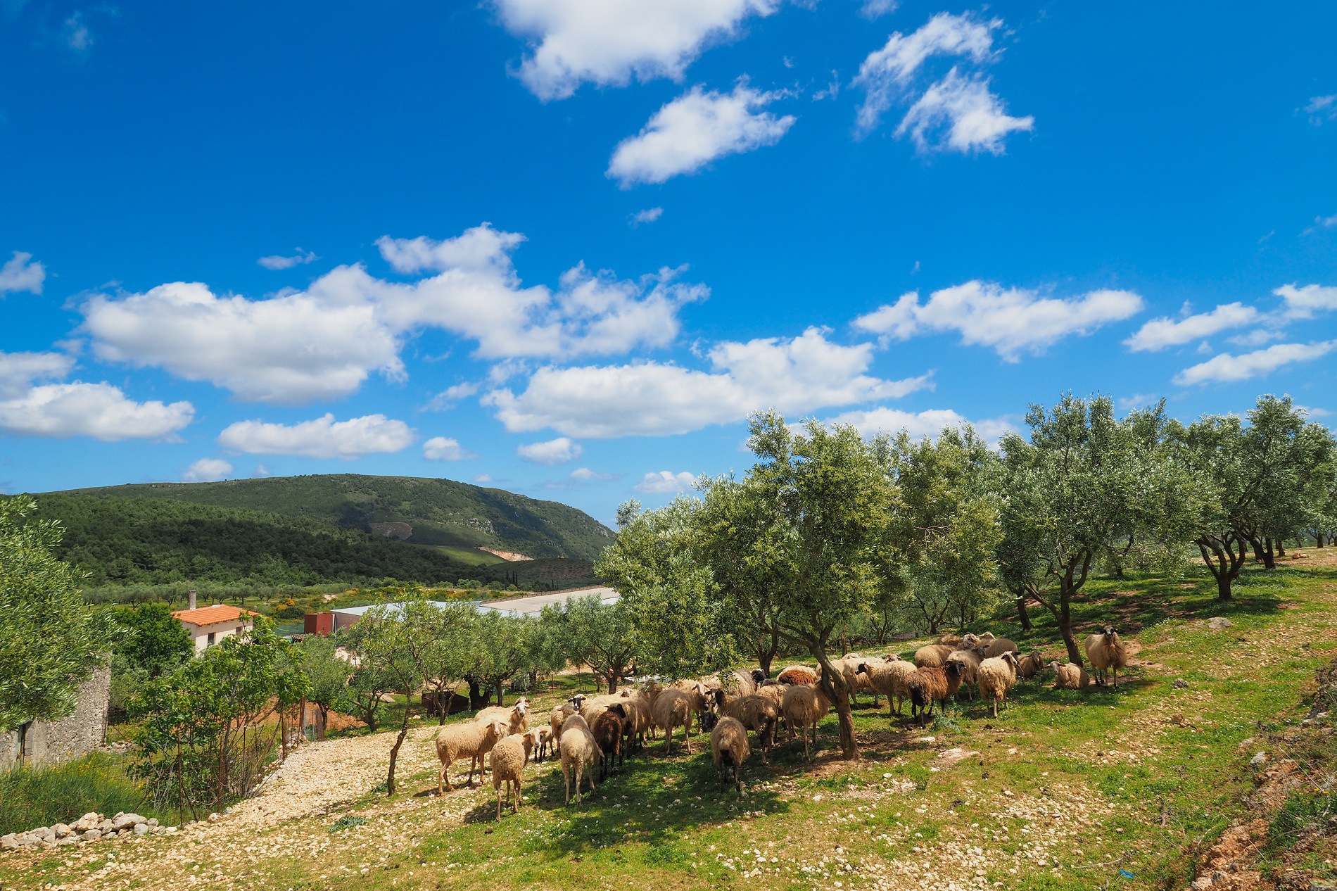 Een kudde schapen op Zakynthos