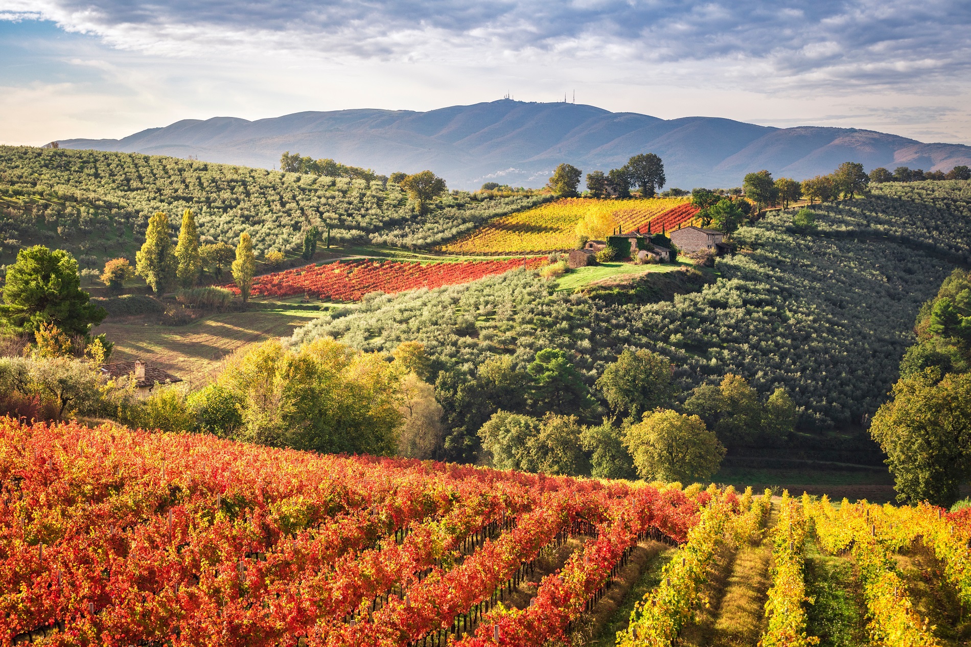 wijnvelden bij Montefalco