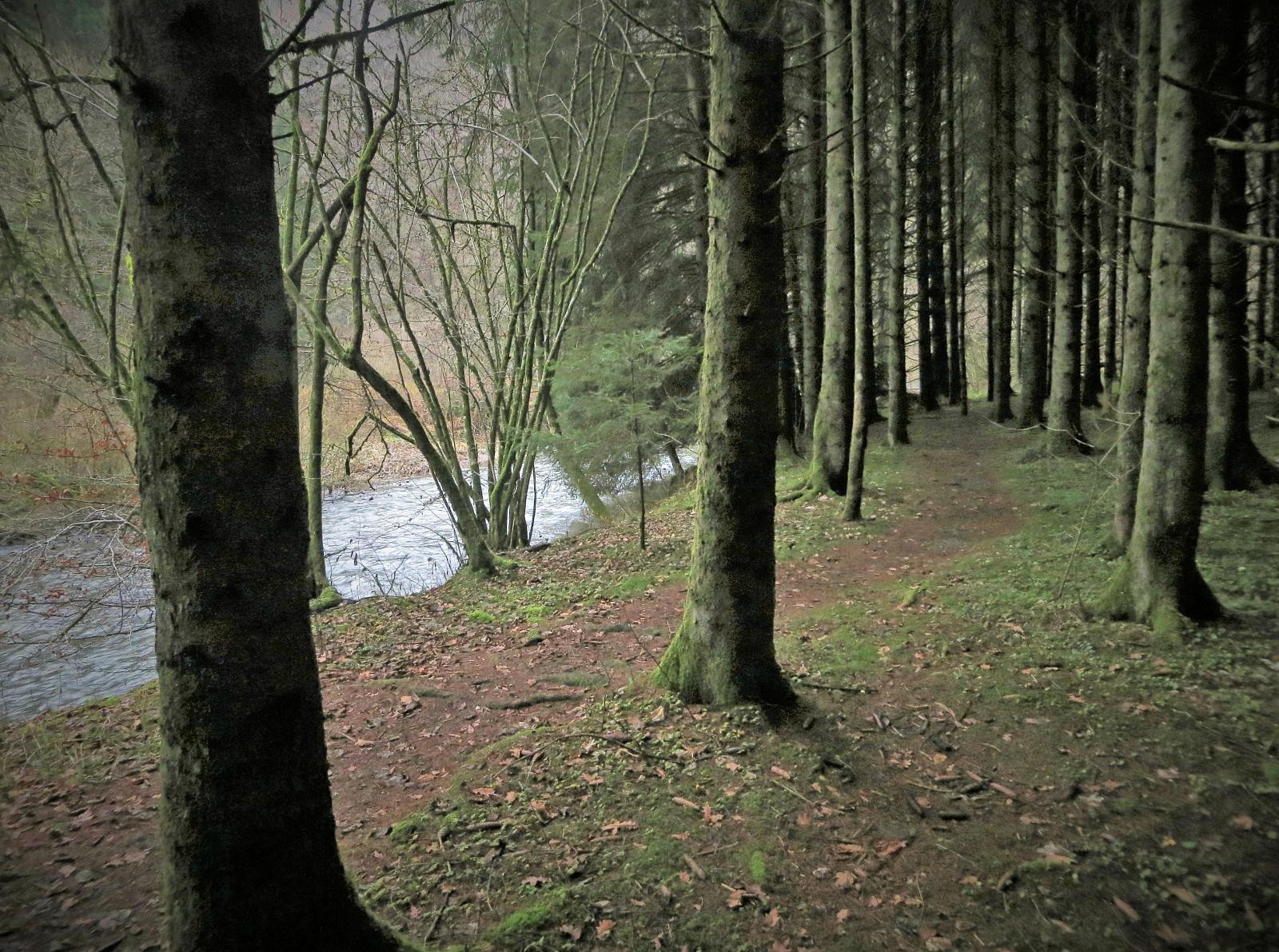een bos en een beekje op de wandelroute naar Kautenbach