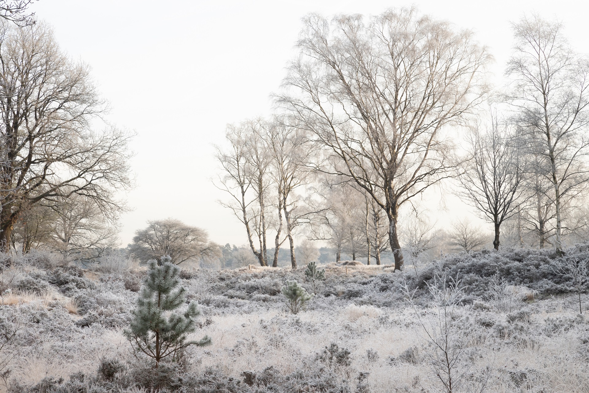 Dag 1 - Single reis Wandelen in de Peel (Asten) Kerst