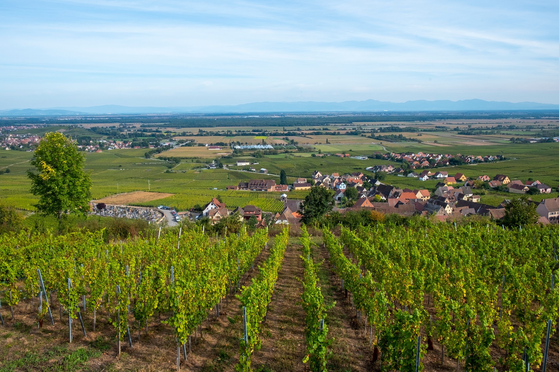Dag 6 - Wandelvakantie door de heuvels en wijngaarden van de Elzas en Vogezen