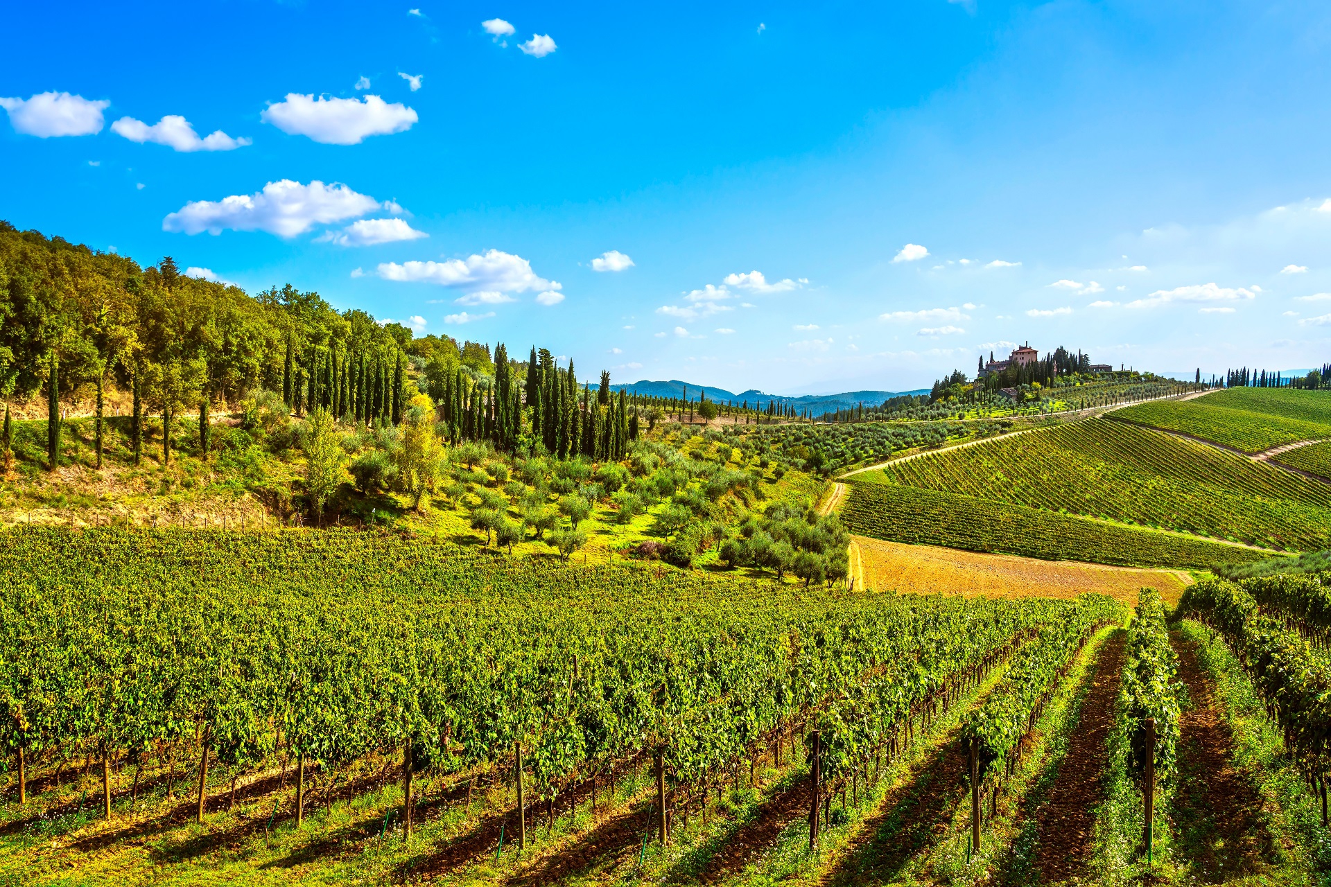 Wijnvelden in de Chianti-streek