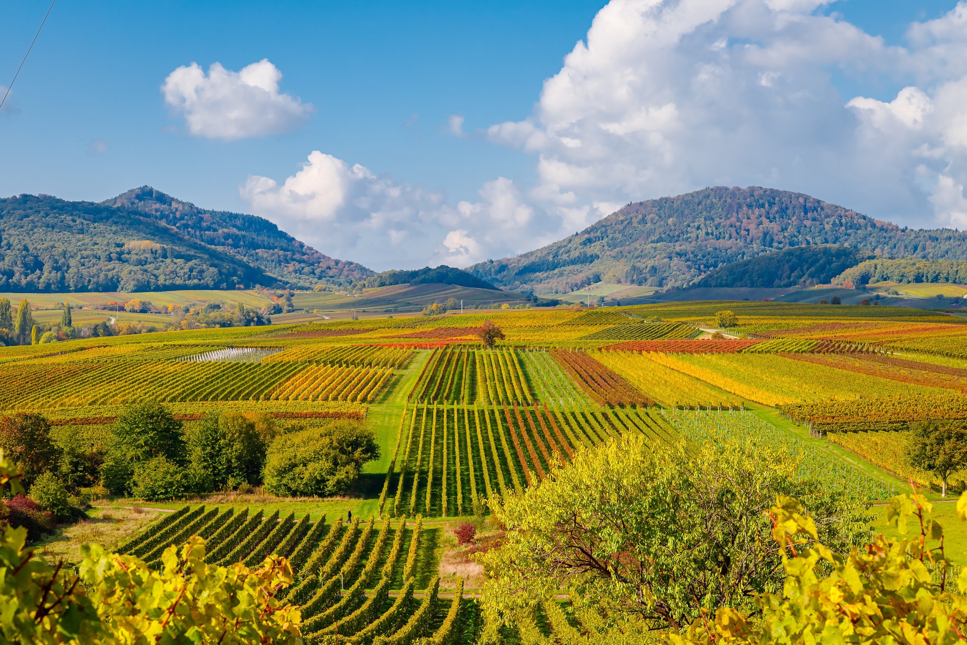 Wijngaarden in de Pamina regio