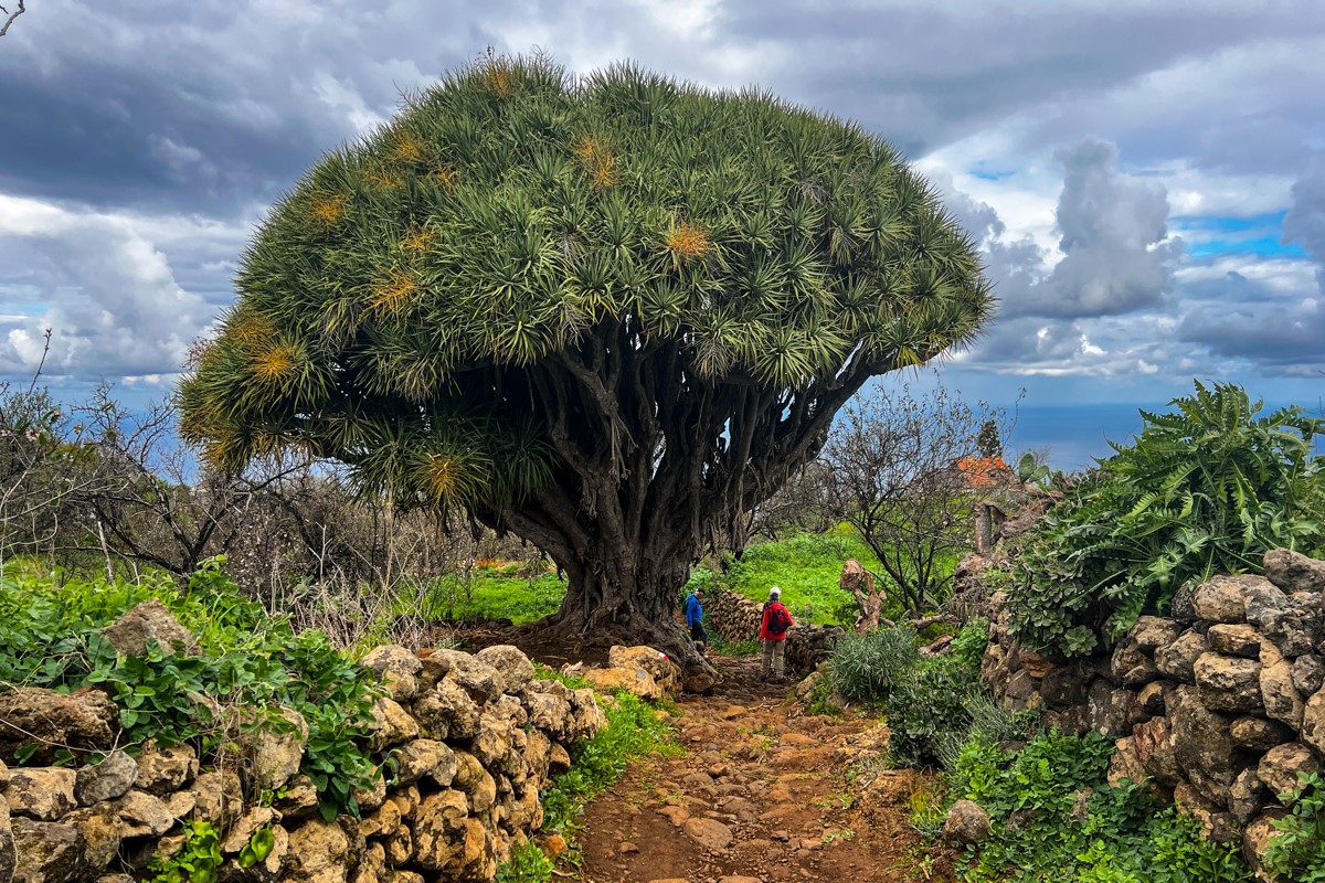 Dag 3 - Singlereis Wandelen en Cultuur op La Palma