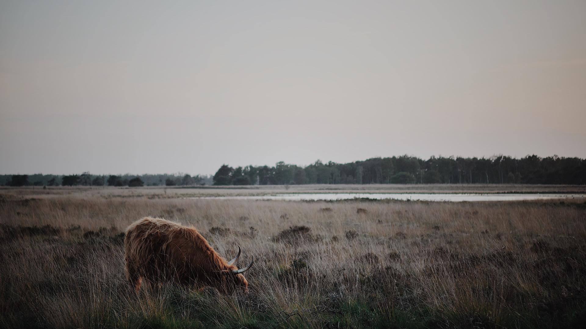 Dag 4 - Singlereis Wandelen in de Peel (Asten) Oudjaar