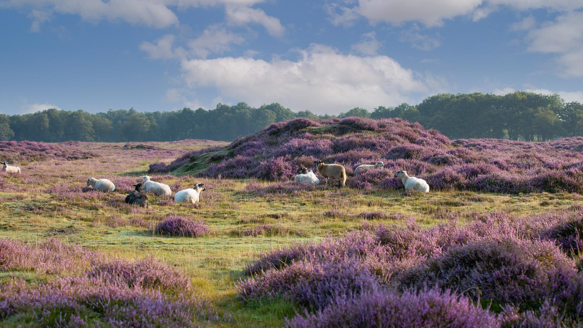 Dag 5 - Wandelvakantie Pieterpad 1 van Pieterburen naar Coevorden