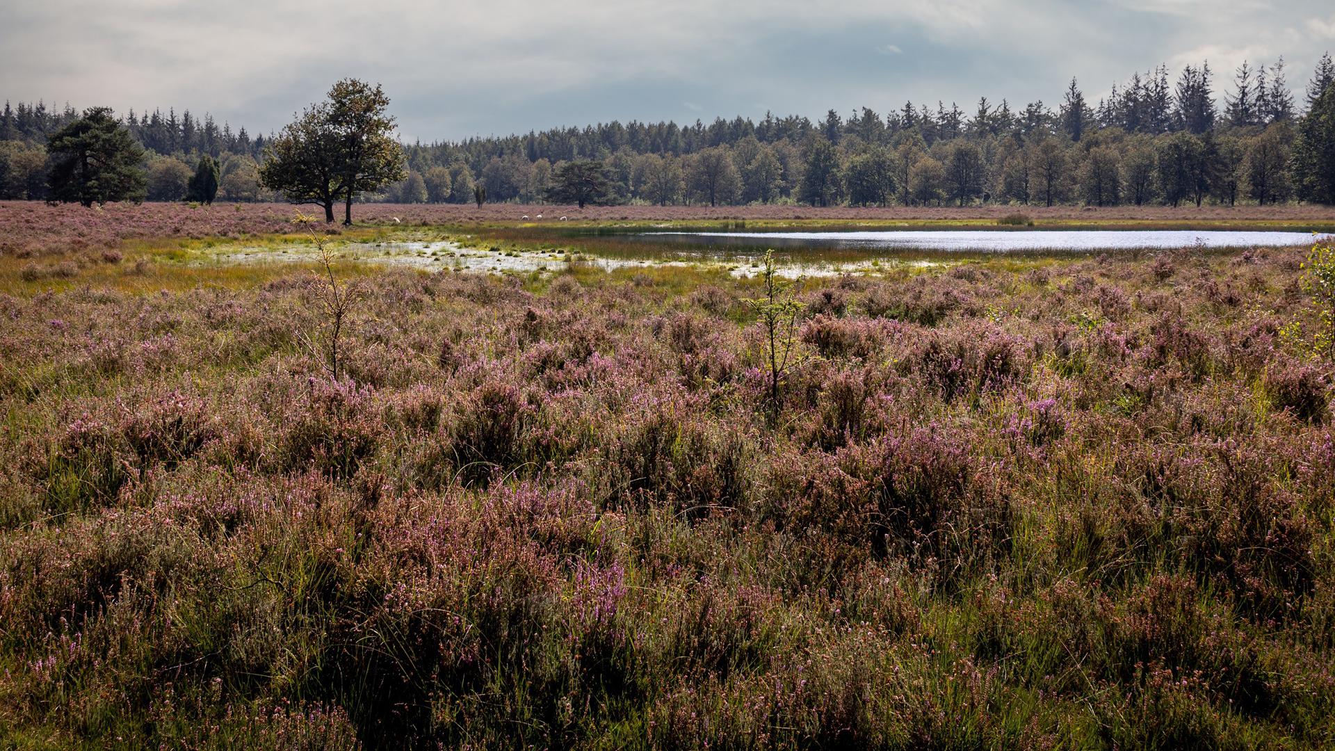 Dag 7 - Wandelvakantie Pieterpad 1 van Pieterburen naar Coevorden