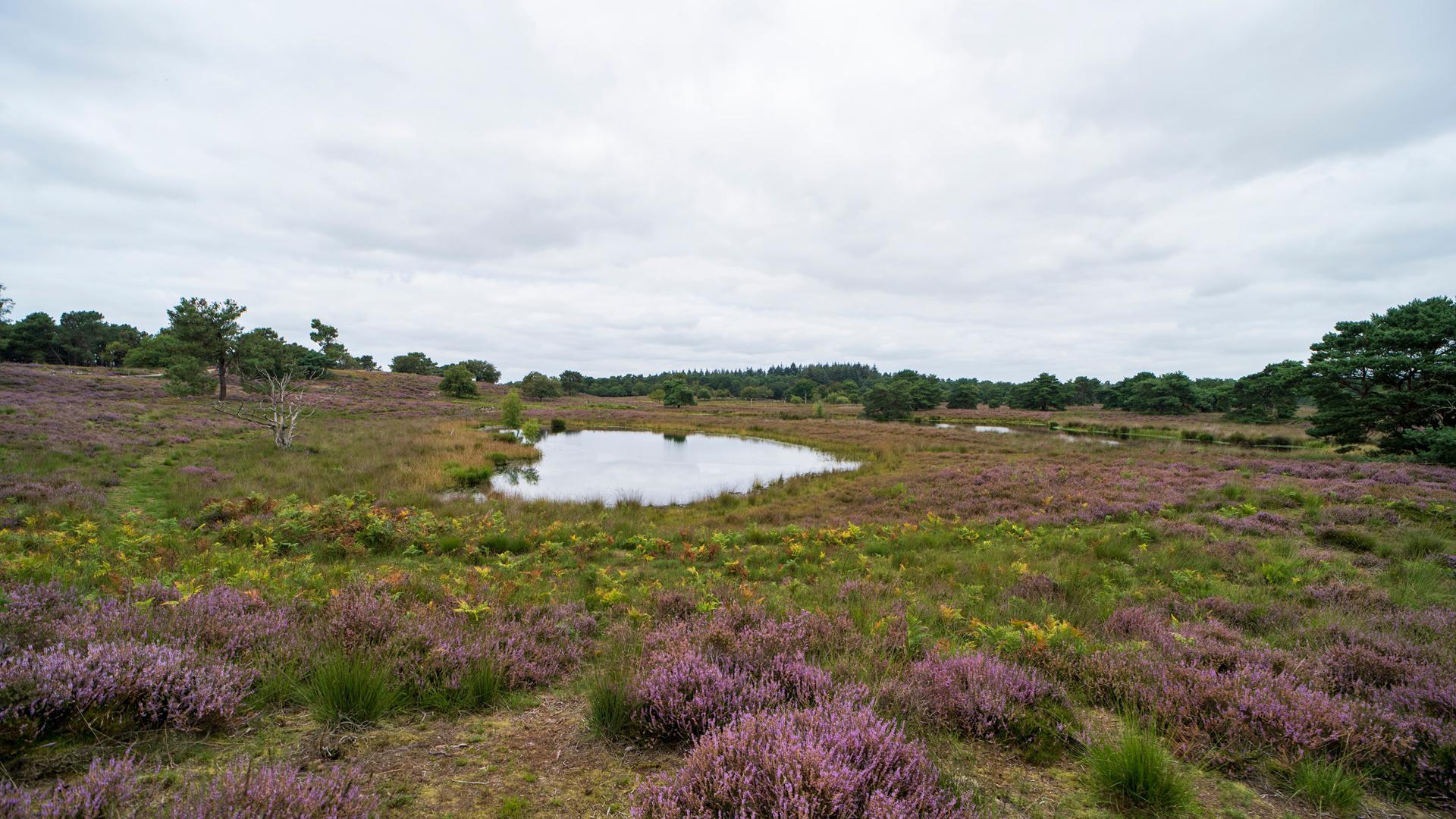 Dag 7 - Wandelvakantie Pieterpad 3 van Vorden naar Vierlingsbeek