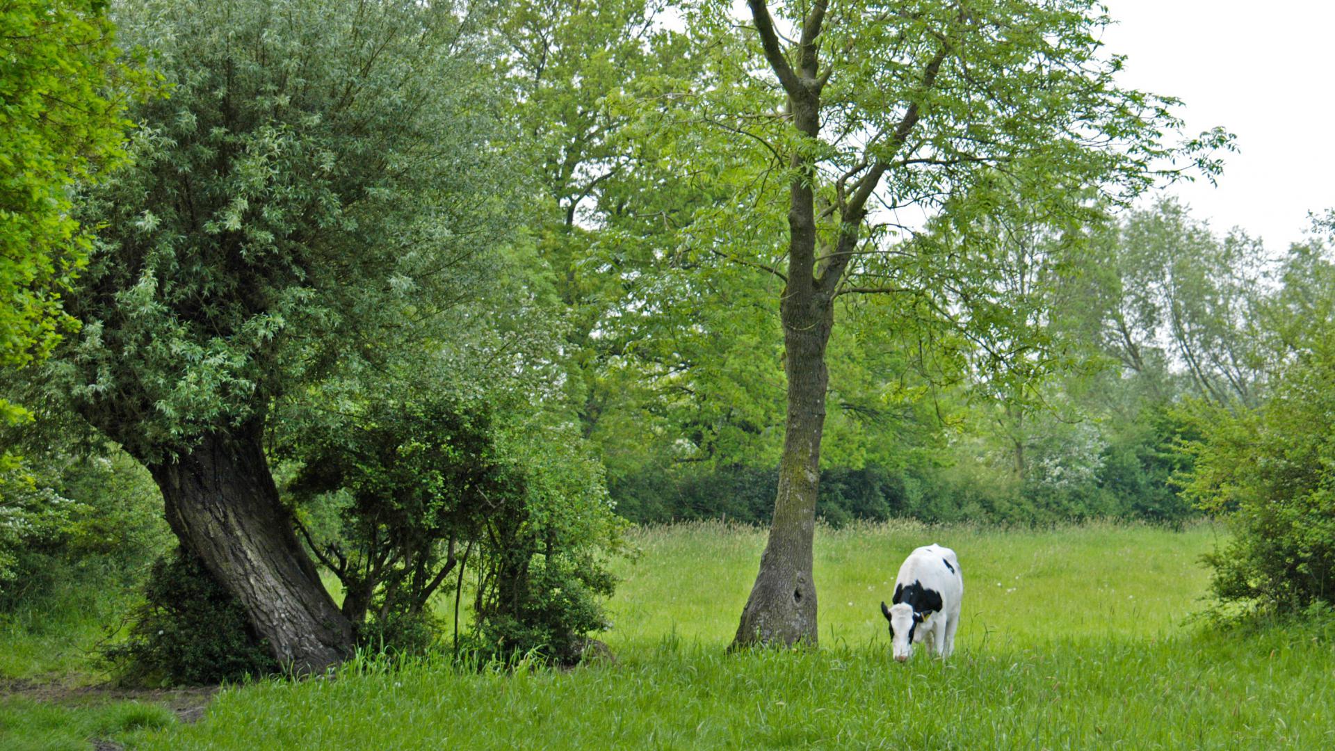 Dag 1 - Wandelvakantie Pieterpad 4 van  Vierlingsbeek naar Maastricht